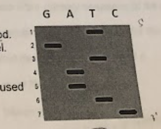 <p>The image at right shows a sequencing gel run using the Sanger Method.<br>In the space provided, write the sequence of nucleotides indicated by the gel</p><p></p><p>For one extra point, indicate the correct sequence of the target DNA used to perform the Sanger sequencing method and label the 3’ and 5’ ends.</p>