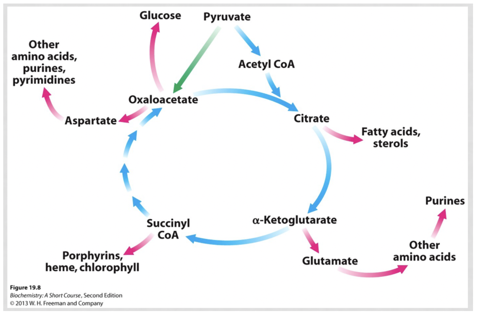<p>no, it regenerates / recycles</p><p>is used in the first step but then subsequent steps remake it</p><p>pyruvate carboxylase is the only reaction that can replenish oxaloacetate!!!!</p>