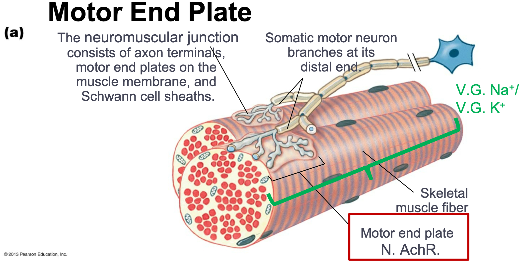 
1. Synapse that occurs in the PNS
2. A nerve to muscle connection
3. Consists of axon terminals, motor end plates on the muscle membrane, and Schwann cell sheaths
4. Somatic motor neuron branches at its distal end
5. The motor end plate is a region of muscle membrane that contains high concentrations of ACh receptors
6. An action potential arrives at the axon terminal, causing voltage-gated Ca2+ channels to open
7. Calcium entry causes synaptic vesicles to fuse with presynaptic membrane
8. Release ACh into synaptic cleft
9. Acetylcholine (ACh) is metabolized by acetylcholinesterase (AChE)