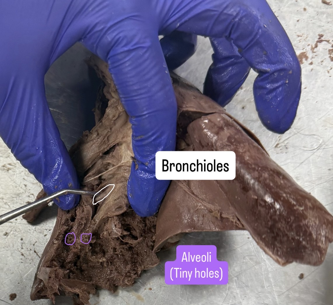 <p>Bronchioles and Aveoli (<strong>al-VEE-oh-ly)</strong></p>