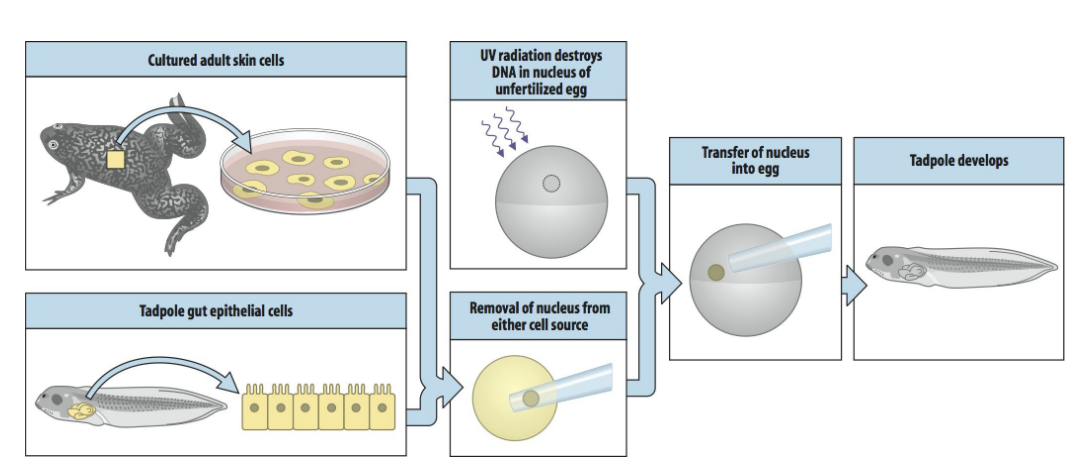 <ol><li><p>Take a nucleus of a differentiated cell</p><ul><li><p>adult skin cell or tadpole gut epitheial cell</p></li></ul></li><li><p>Ask it to programme whole development</p><p>→ putting it back into enucleated egg cell</p></li></ol><p>→ Nuclear transplantation</p><p>PLEASE LOOK AT STEPS→ keeps cytoplasm in tact</p>