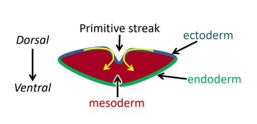 <p>Mesoderm</p>