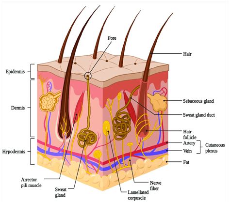 <p>skin</p>