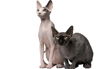 <p>Sphynx</p>