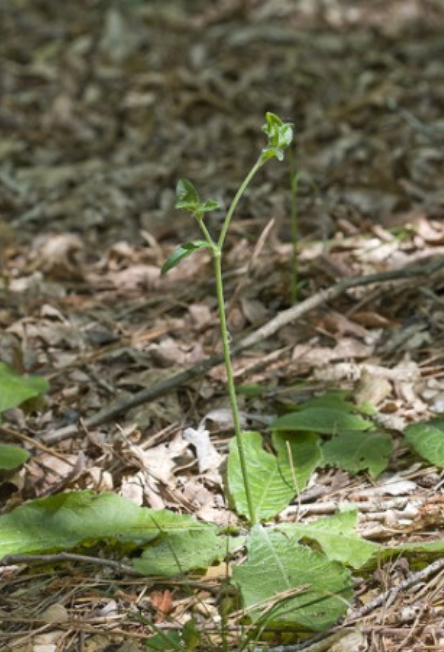 <p>What is the scientific name (genus and specific epithet) of this plant?</p>