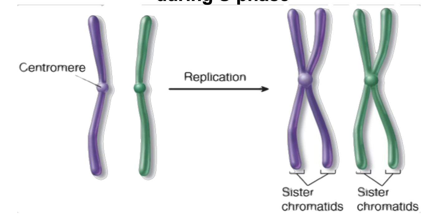 <p>sister chromatids</p>