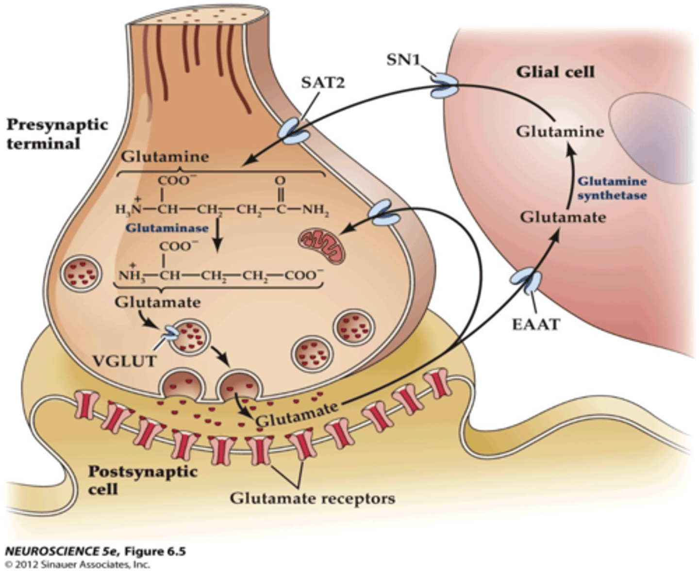 <p>1. Glutamate is stored in synaptic vesicles</p><p>2. Glutamate is released from vesicles by Ca2+ dependent exocytosis.</p><p>3. When glutamate is released, it can be taken up by glial cells (astrocytes specifically) OR into nerve cells by excitatory amino acid transport (EEAT) proteins.</p><p>4. In astrocytes, glutamate is converted to glutamine and and recycled back to neurones via transporters (GlnT).</p><p>5. Glutamine is converted back into glutamate in neurons.</p><p>6. Glutamate is taken up into synaptic vesicles by vesicular glutamate transporters (VGluT).</p>