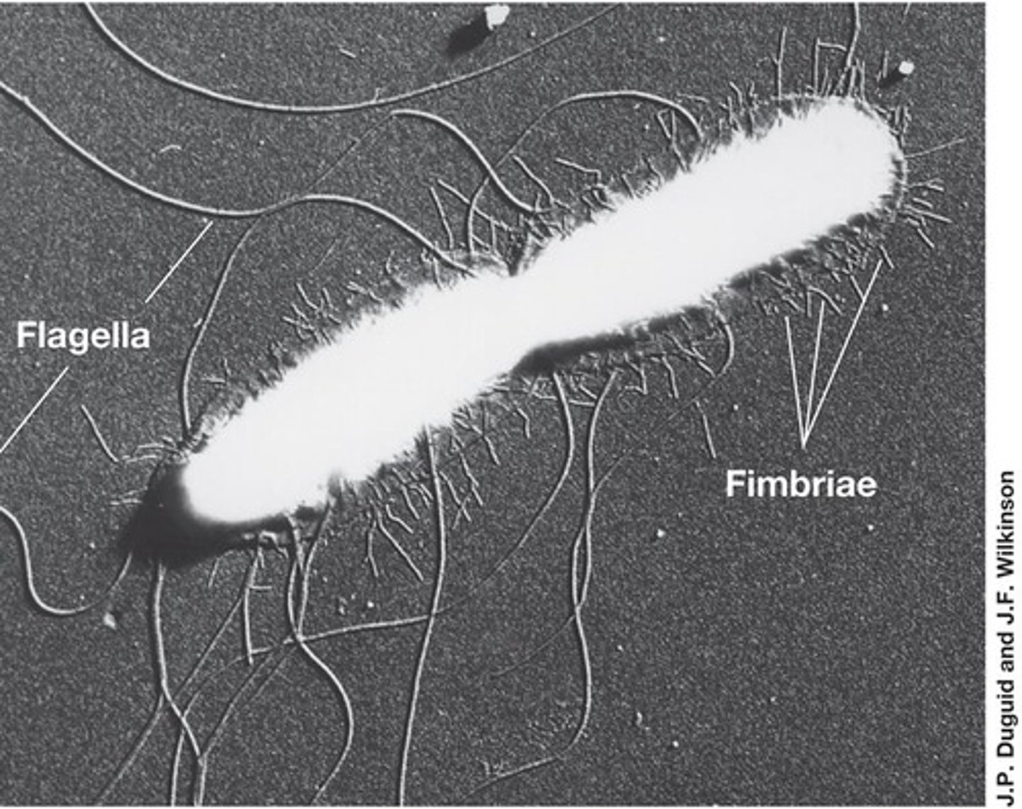 <p>Long, whip-like structures that provide motility to bacteria.</p>