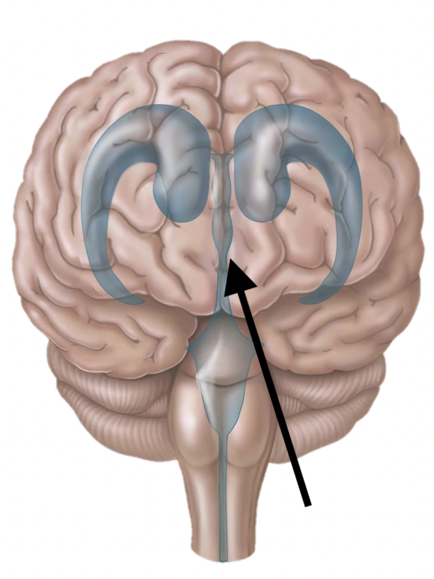 <p>Name the structure</p>