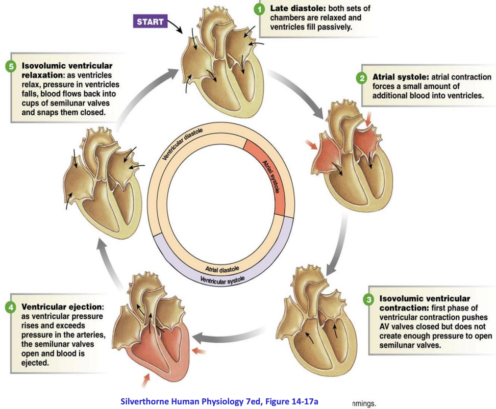 <p>Systole (contraction phase and ejection of blood), diastole (relaxation phase and filling with blood)</p><p>at rest, diastole longer than systole</p><p>during exercise, both systole and diastole are shorter</p>