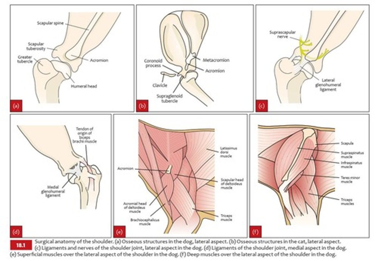 <p>Ball and socket joint, allowing multi-directional movement.</p>