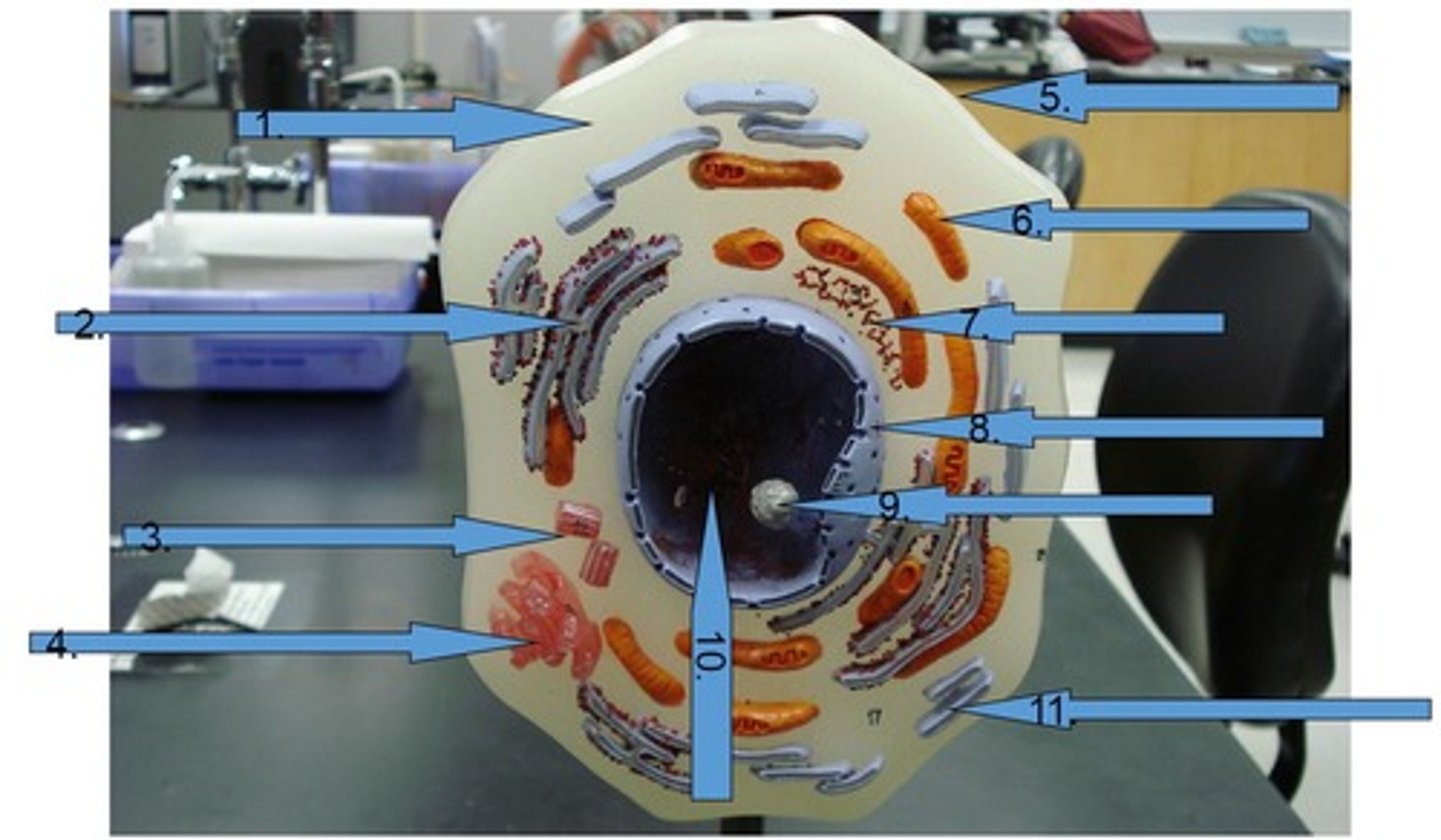 <p>semifluid in cell that suspends organelles #1</p>