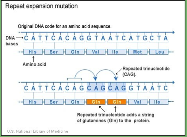 <p>areas of DNA that have repetitive sequences are prone to expand or contract during DNA replication</p><ul><li><p><span>Diseases caused by unstable trinucleotide repeats:</span></p><ul><li><p><span>Fragile X syndrome--(CGG)n in 5' UTR of FMR-1 gene</span></p><ul><li><p><span>Normal: 5-44</span></p></li><li><p><span>Intermediate: 45-54</span></p></li><li><p><span>Premutation: 55-200</span></p></li><li><p><span>Full mutation: &gt;200</span></p></li></ul></li><li><p><span>Other examples: Huntington's disease, SCA (spinocerebellar ataxia)</span></p></li></ul></li></ul><p></p>