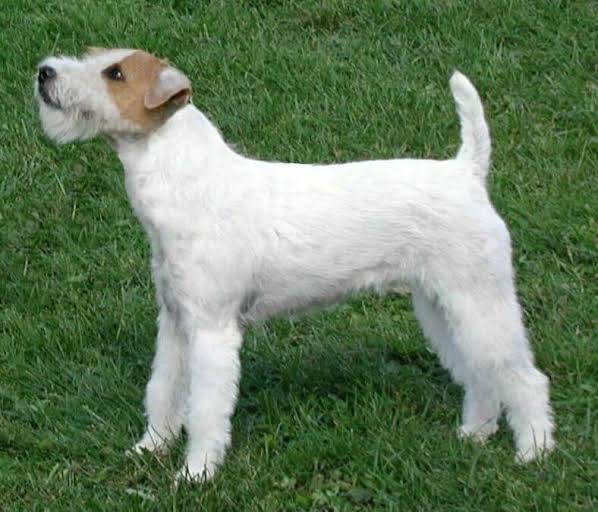 <p>( terrier group)</p>
