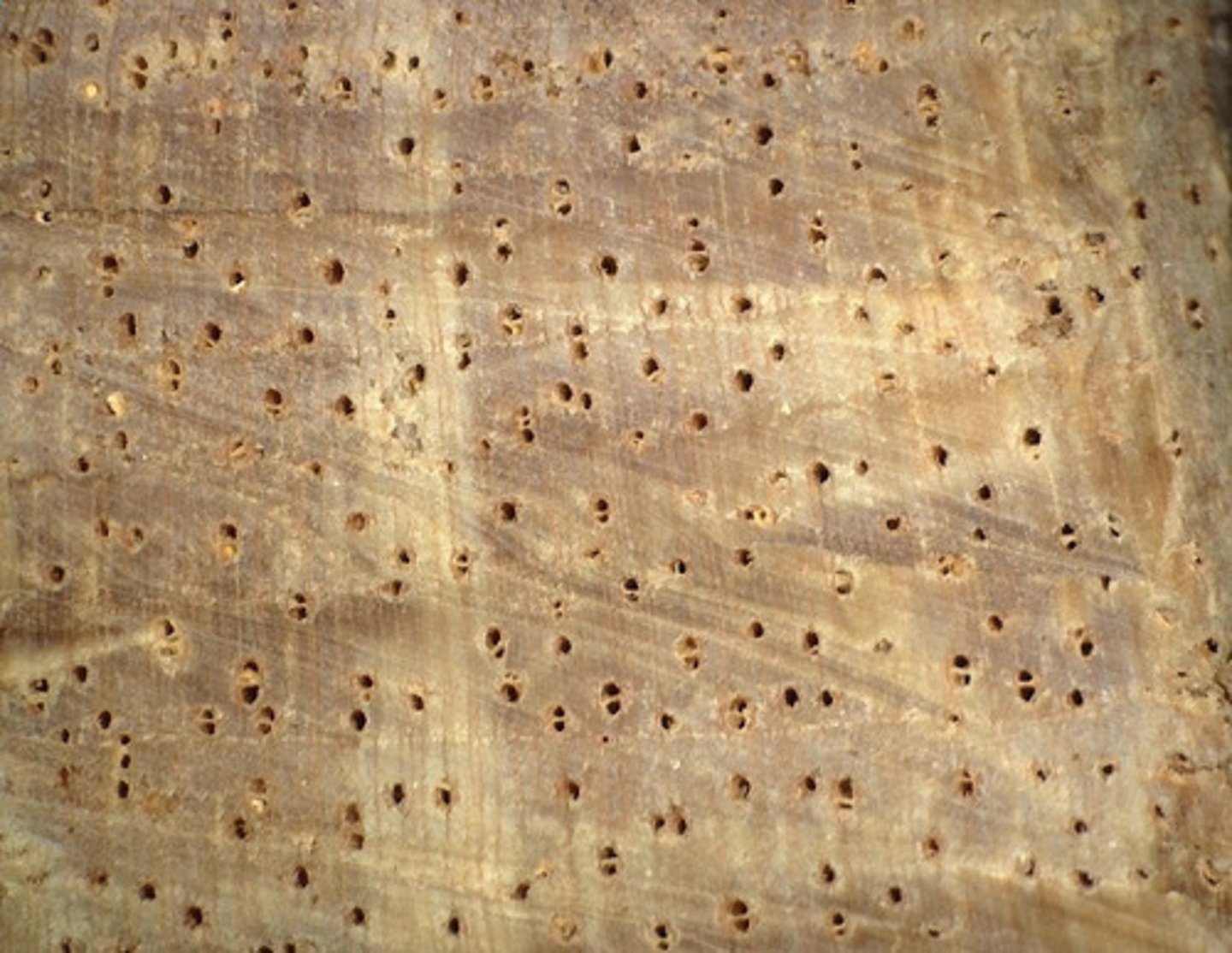 <p>Wood whitish brown in color , parenchyma</p>
