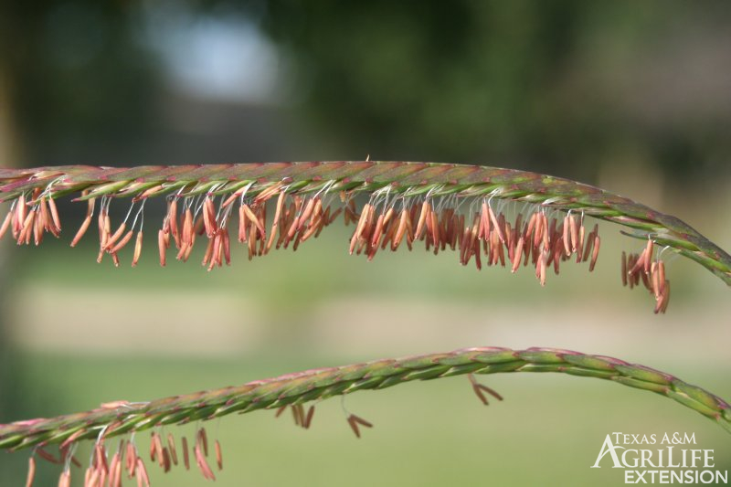 Longevity: Perennial

Season of Growth: Warm

Origin: Native

Economic Value

Wildlife: Fair

Grazing: Good