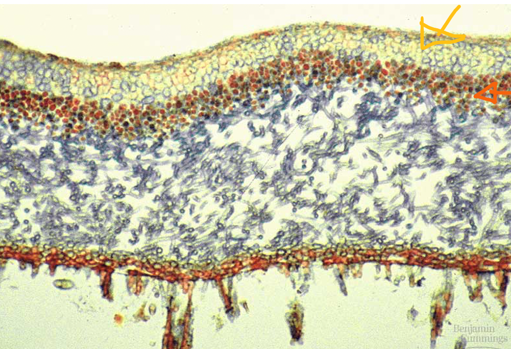 <ul><li><p>fungal hyphae (yellow arrow)</p></li><li><p>algal layer (orange arrow)</p></li></ul>