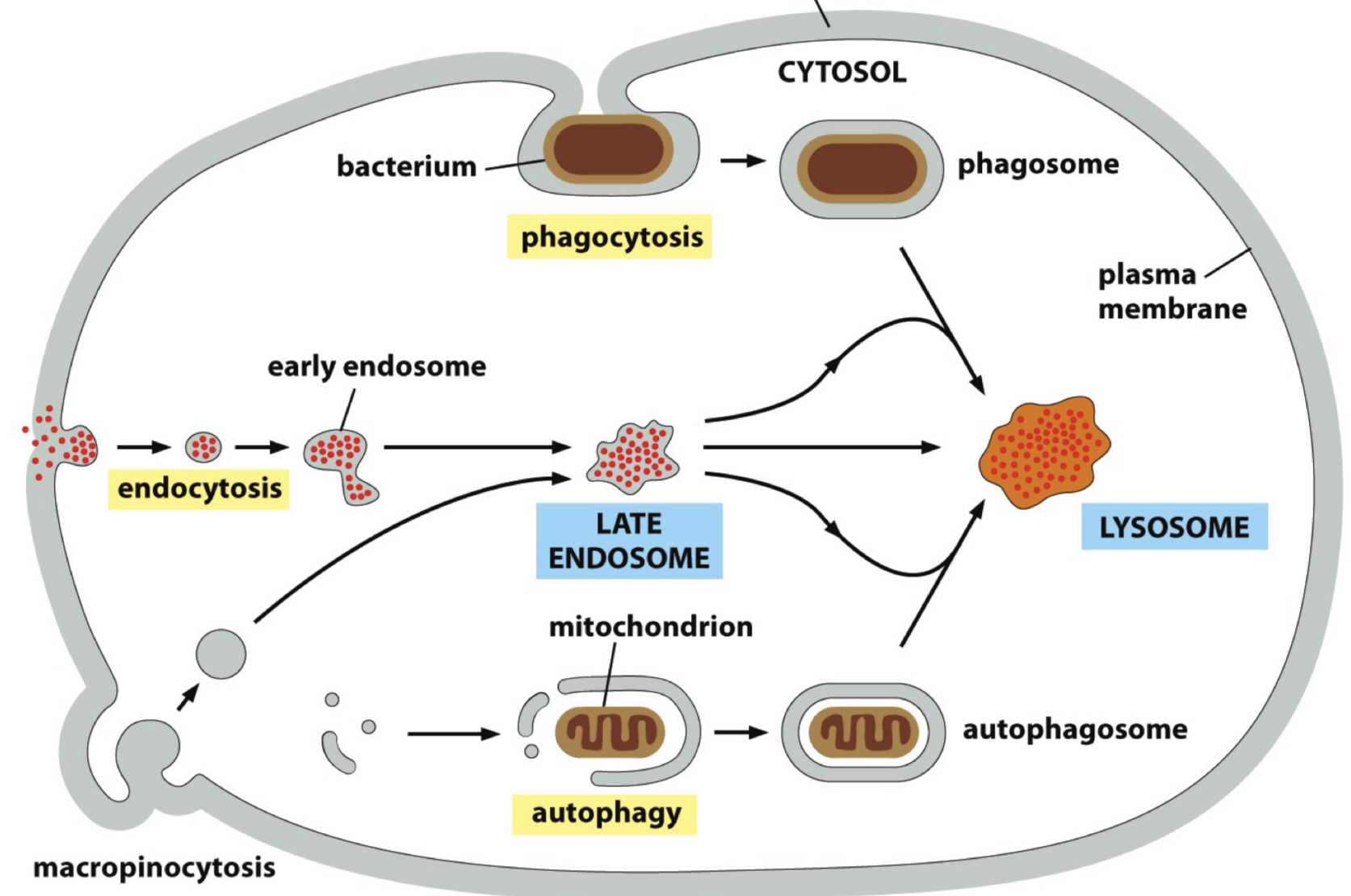 <ol><li><p>Endocytosis → early endosome → late endosome → lysosome</p></li><li><p>Phagocytosis → phagosome → lysosome</p></li><li><p>Autophagy → autophagosome → lysosome</p></li></ol><p></p>