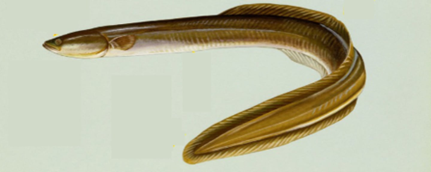 <p>American Eel</p>