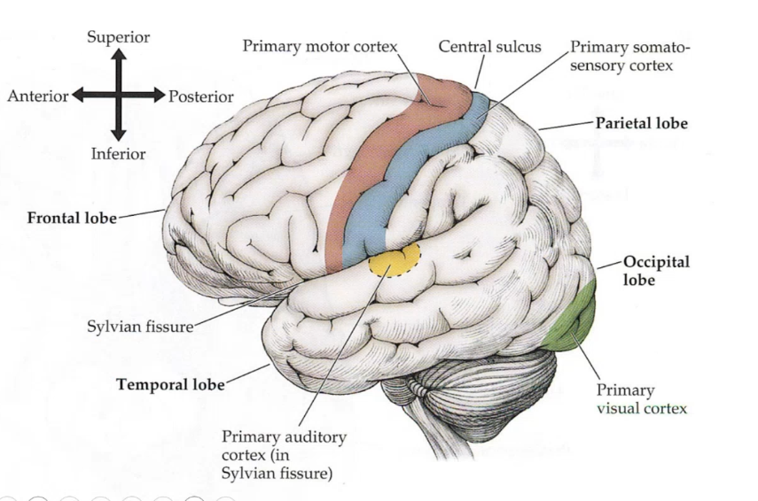 <p>broadman area 17 is the _______ _______ ______ in occiptal lobe, primary motor cortex is also called _____ _____, primary somatosensory cortex is asloc alled _______ _______, </p>