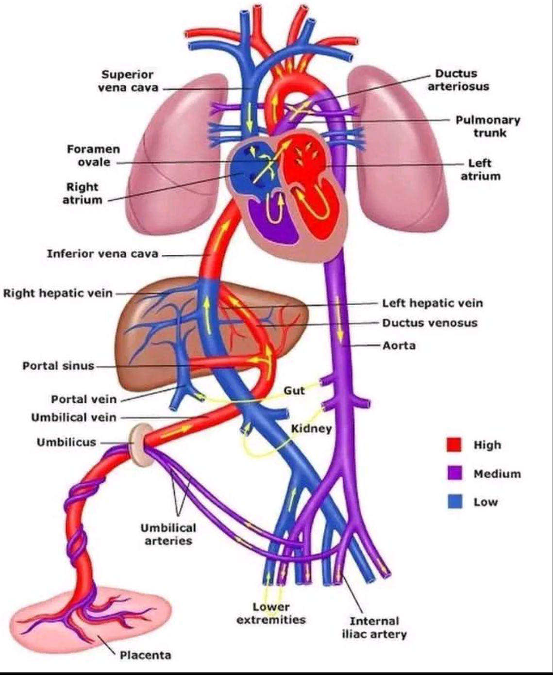 <p>Blood flows from the IVC and superior vena cava and enters into the ____ _____</p>