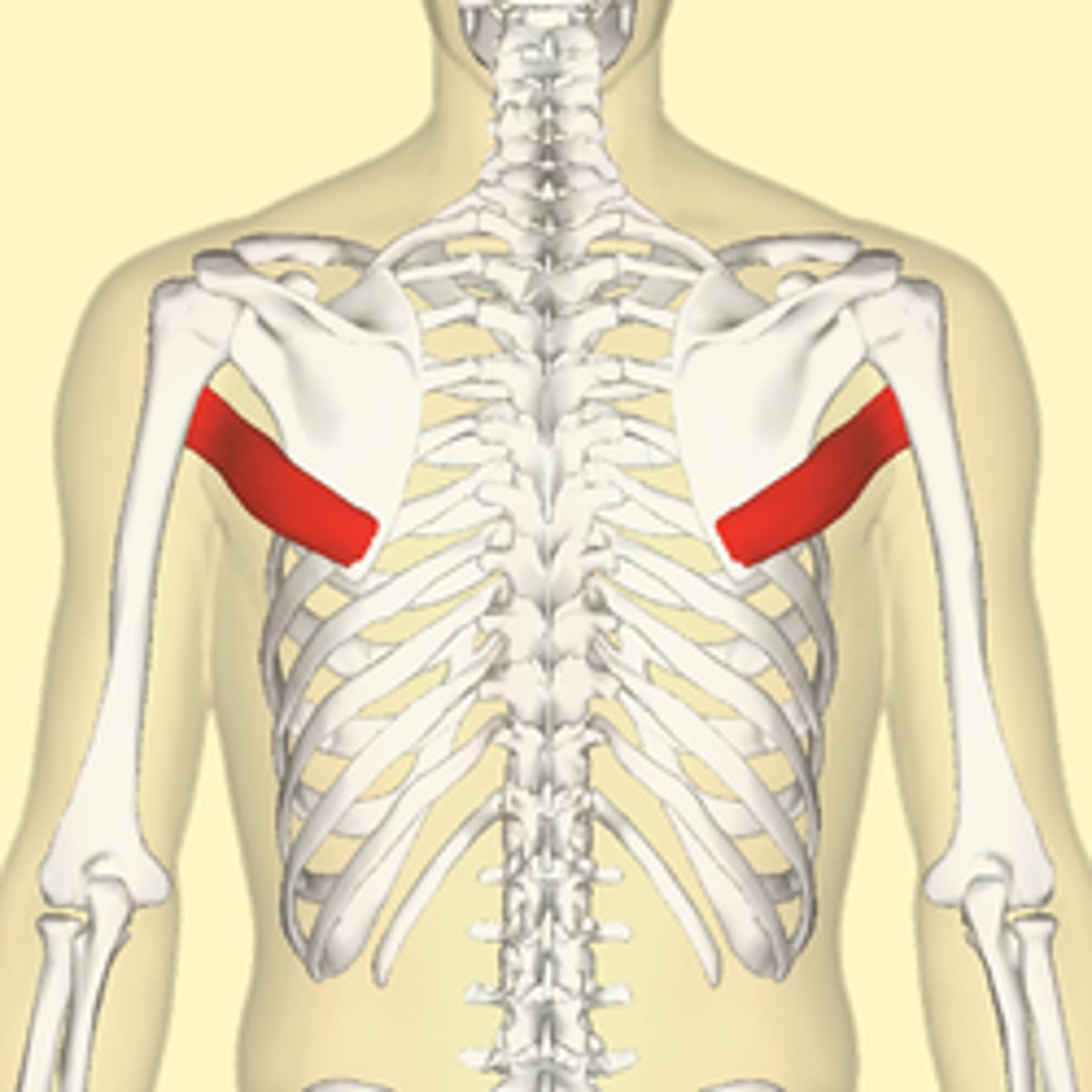 <p>-Origin Posterior aspect of the inferior angle of the scapula</p><p>-Insertion Medial lip of the intertubercular sulcus of the humerus</p><p>-Nerve Lower subscapular nerve (segmental levels C5 and C6)</p><p>-Actions</p><p>= adduct the humerus,</p><p>= Internal rotation (medial rotation) of the humerus</p><p>= extend the humerus from flexed position,</p>