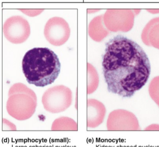 <p>lymphocyte, monocyte</p>