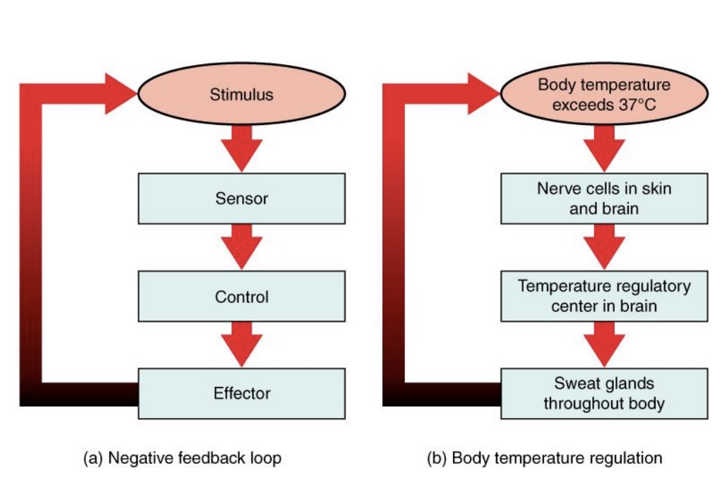 <p>-Each variable has a set point; Deviations activate mechanisms that attempt to return the variable to the set point</p><p>-Set points are restored by negative feedback mechanisms (oppose/reverse direction of change)</p><ul><li><p>Stimulus → sensor → control → effectors → repeat…</p></li></ul><p>*positive feedback more rare and amplifies the change</p>