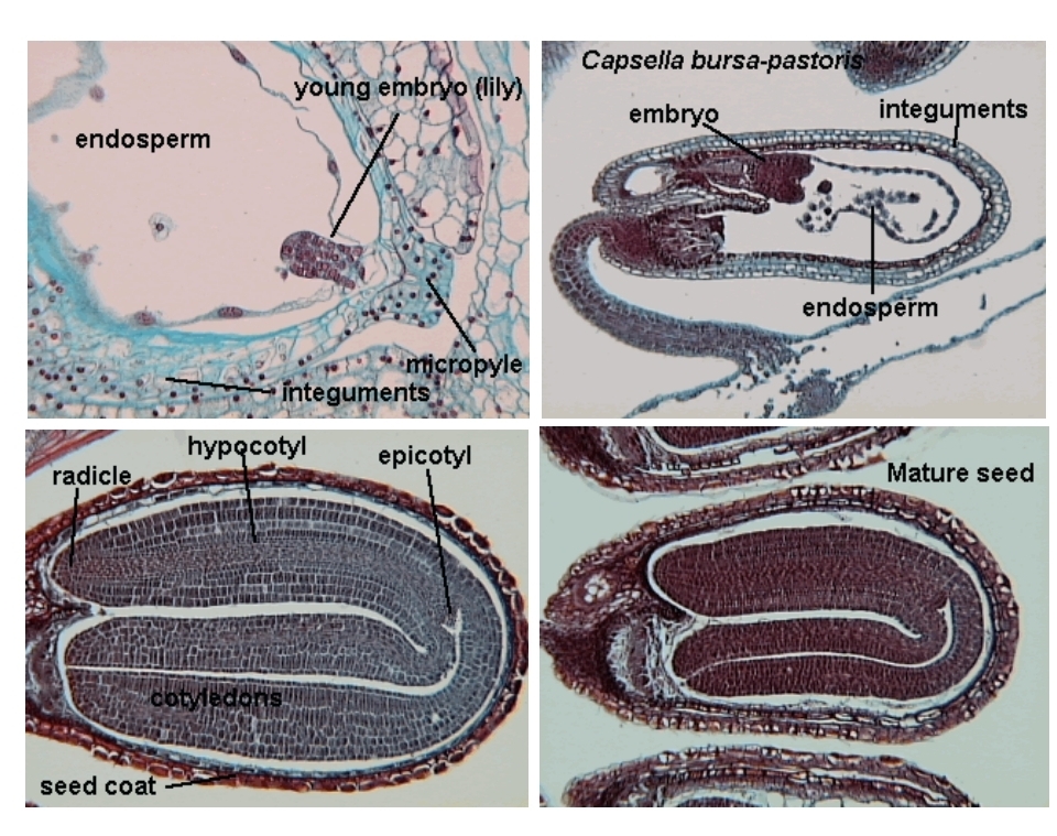 <p>Seed development - embryo + endosperm</p>