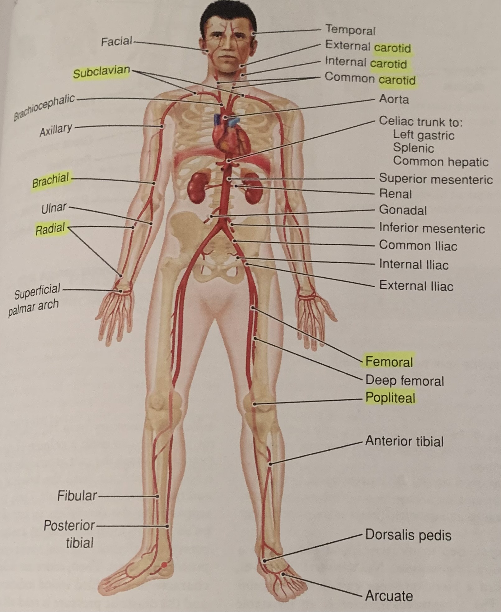 a. Carotid - neck

b. Subclavian - under the collar bone

c. Brachial - arms

d. Radial - thumb side of the wrist

e. Femoral - legs

f. Popliteal - knees
