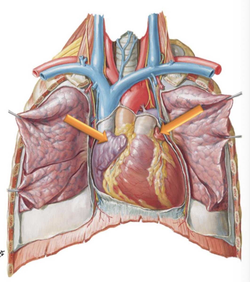 <p>Appendages attached to the lateral surfaces of the atria. They increase internal surface area of the left and right atria.</p>