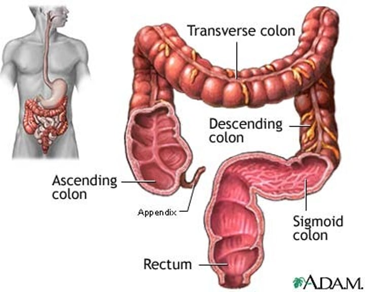 <p>End of colon</p>