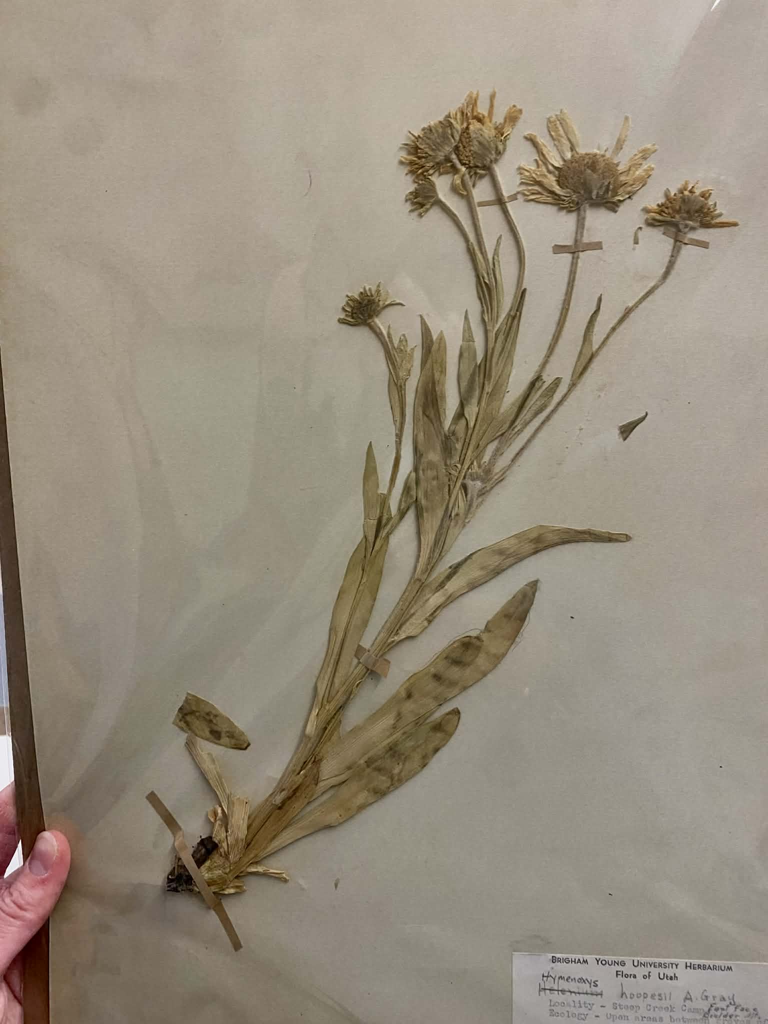 <p>Heliantheae, P, N, Hymenoxys hoopesii, Orange Sneezeweed</p>