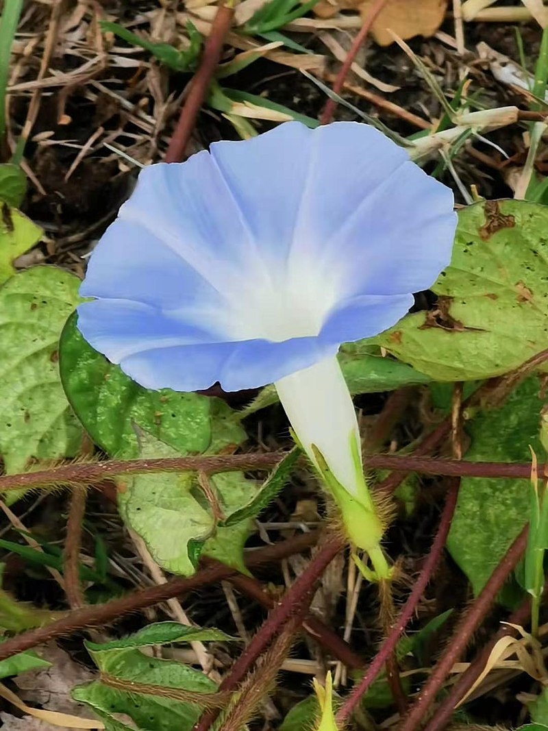 <p>What is the scientific name for ivy morning glory?</p>