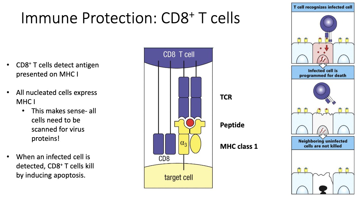 <ul><li><p><strong>CD8</strong> = <strong>co-receptor</strong> for <strong>MHC class I</strong>.</p></li><li><p><strong>MHC I</strong> is expressed on <strong>all nucleated cells</strong> → allows surveillance of <strong>proteins made inside the cell</strong>.</p></li><li><p>CD8+ T cells scan for <strong>foreign (viral or abnormal) peptides</strong> displayed on <strong>MHC I</strong>.</p></li><li><p><strong>If MHC I is missing</strong>, <strong>NK cells</strong> will target and kill that cell instead.</p></li><li><p><strong>When CD8+ T cell recognizes an infected cell:</strong></p><ol><li><p><strong>TCR binds</strong> the antigen–MHC I complex.</p></li><li><p>The infected cell is <strong>programmed to undergo apoptosis</strong> (cell death).</p></li><li><p><strong>Only infected cells</strong> are killed — <strong>neighboring healthy cells are spared</strong>.</p></li></ol></li></ul><p></p>