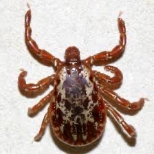 <p>This tick was found on a dog.</p>