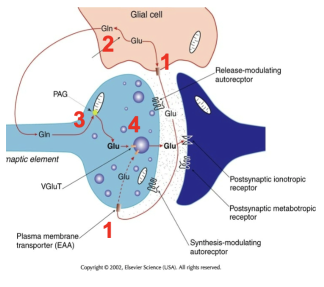 
1. glial cell reuptakes glutamate by transporter (EAAT/GLT1)
2. Glutamate (Glu) is converted to Glutamine (Gln) in glial cell
3. Neuron converts it back to Glutamate by glutaminase (PAG) in the mitochondria
4. Glu loaded into vesicle by VGluT1-3 and then back out into the synapse
