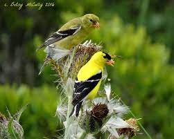 American Goldfinch