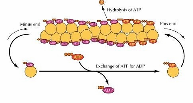 <ul><li><p>Depolymerization and polymerization can occur at both the plus and minus ends </p></li><li><p>More growth tends to occur at (+) while there’s shrinkage at (-)</p></li><li><p>This is bc of ATP</p><ul><li><p>When monomers are bound to ATP, they can join</p></li><li><p>Intrinsic ATPase activity hydrolyes ATP to ADP</p></li><li><p>ADP never gets released as the binding site in covered </p></li></ul></li><li><p>(+): Actin-ATP monomers are added</p></li><li><p>(-): Actin-ADP comes off</p></li><li><p>Cytosol: Free actin-ADP exchanges ADP for ATP</p></li></ul><p></p>