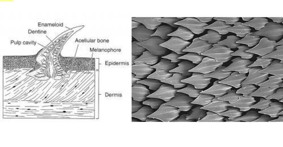 <p>placoid scales</p>