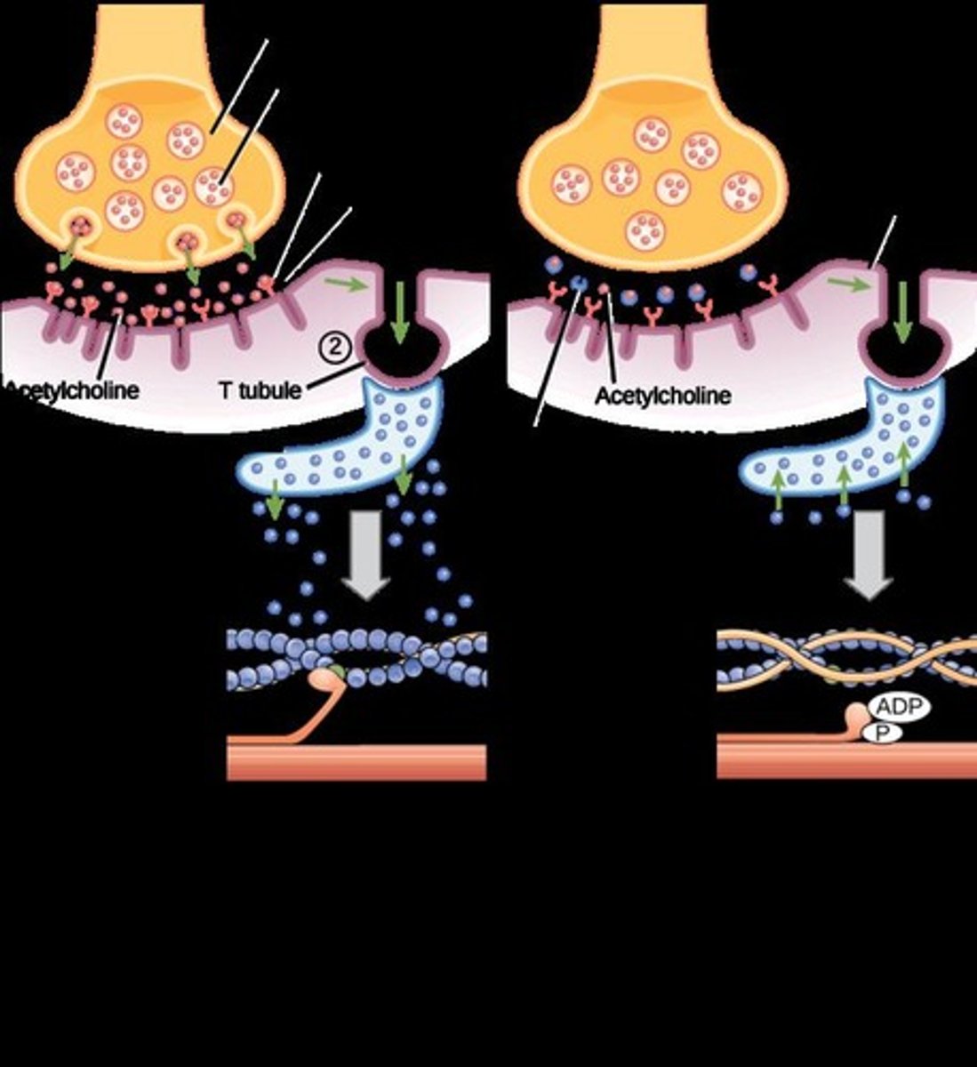 <p>Conduct electrical impulses in muscle cells.</p>