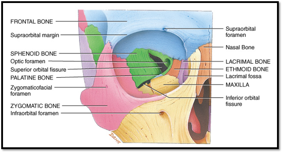<p>Maxilla bone</p><p>Lacrimal bone</p><p>Ethmoid bone</p><p>Palatine bone</p><p>Sphenoid bone</p><p>Frontal bone</p><p></p><p><strong>all the bones EXCEPT for zygomatic</strong></p>