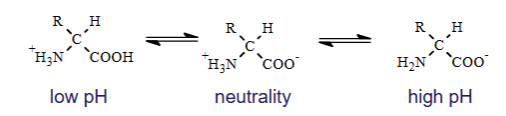 <p>Low pH (+)</p><ul><li><p>CooH lose proton</p></li></ul><p>Neutrality (zwitter)</p><ul><li><p>Coo-</p></li></ul><p>High pH (-)</p><ul><li><p>NH3+ donates H+ and becomes NH2</p></li></ul><p></p>