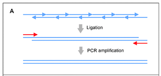 <ol><li><p>Ligation: short overlapping oligos are annealed and joined using a thermostable DNA ligase.</p></li><li><p>Amplification: the ligated fragments are then amplified to create the full length double stranded DNA.</p></li></ol><p></p>