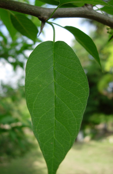 <p>Osage Orange </p>