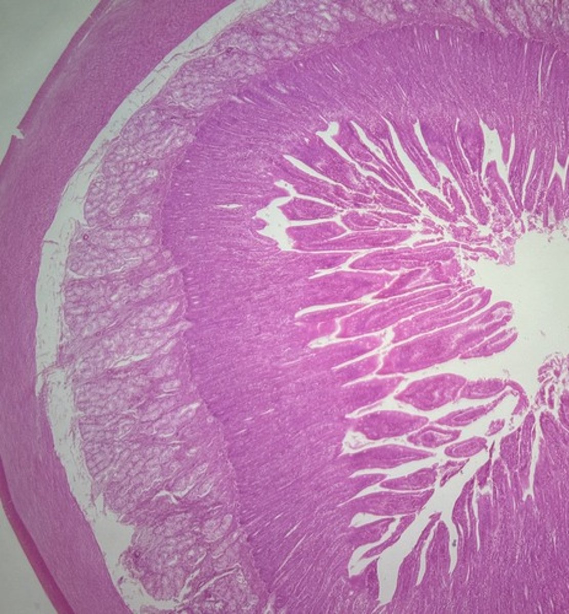 <p>name the tissue</p>