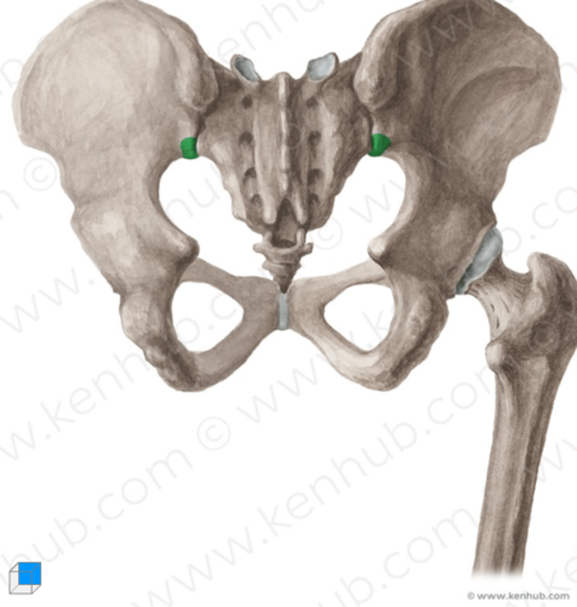 <p>spina iliaca posterior inferior</p>