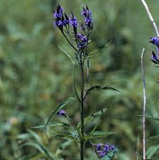 <p>Blue Vervain</p>