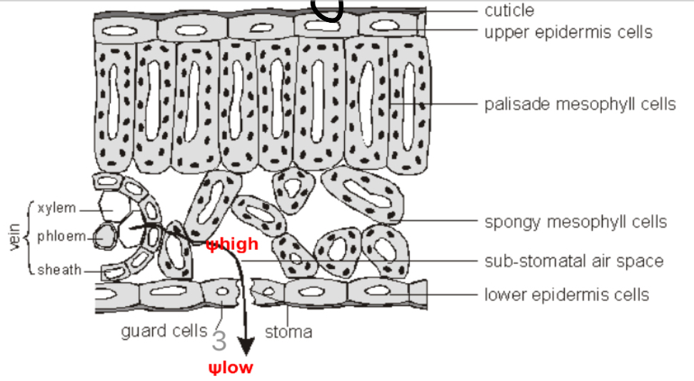 <ul><li><p>There’s a water potential gradient between the inside of the leaf and the outside (higher in substomatal air spaces and lower in the atmosphere).</p></li><li><p>Moves down its water potential gradient- evaporating out the stomata (due to thermal energy from the sun).</p></li><li><p>As one water molecule moves forward and evaporates out, this pulls the whole continuous column if water up.</p></li></ul>