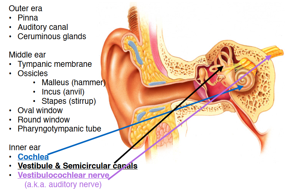 <p>Inner <span>Ear structures</span></p>